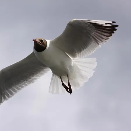 Gasthuis Pensjonat Mikolajki 3*